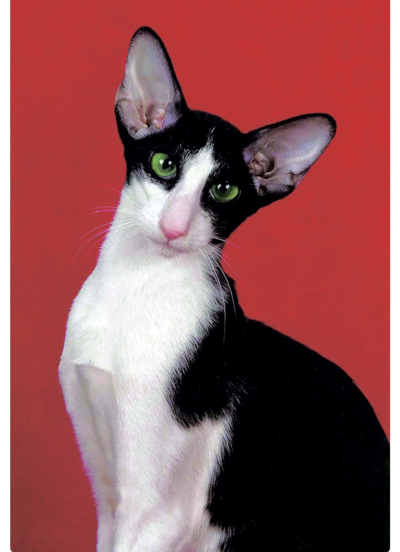 Caption: Stunning Portrait Of An Oriental Shorthair Cat Wallpaper