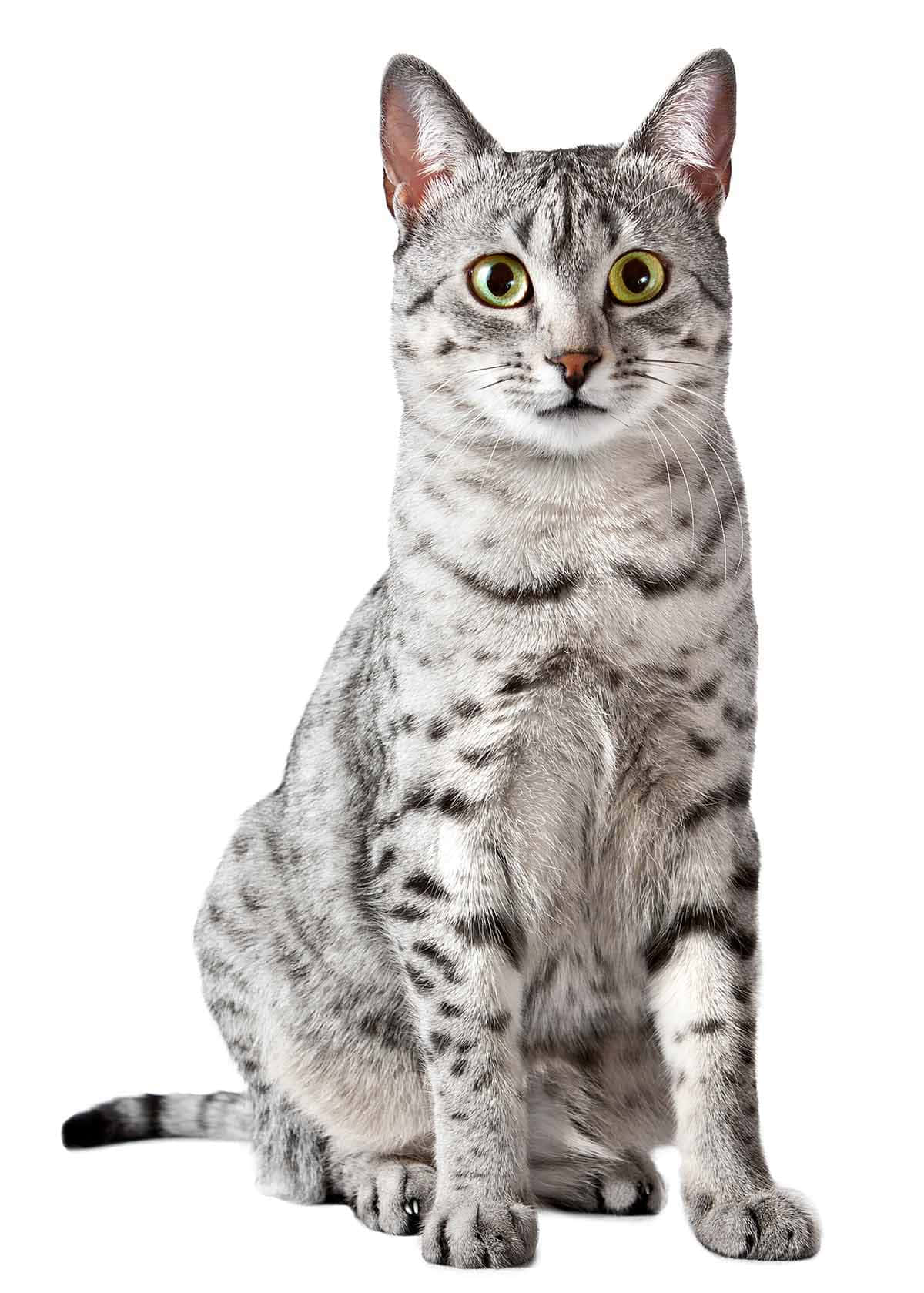 Caption: Stunning Silver Egyptian Mau In Nature Wallpaper