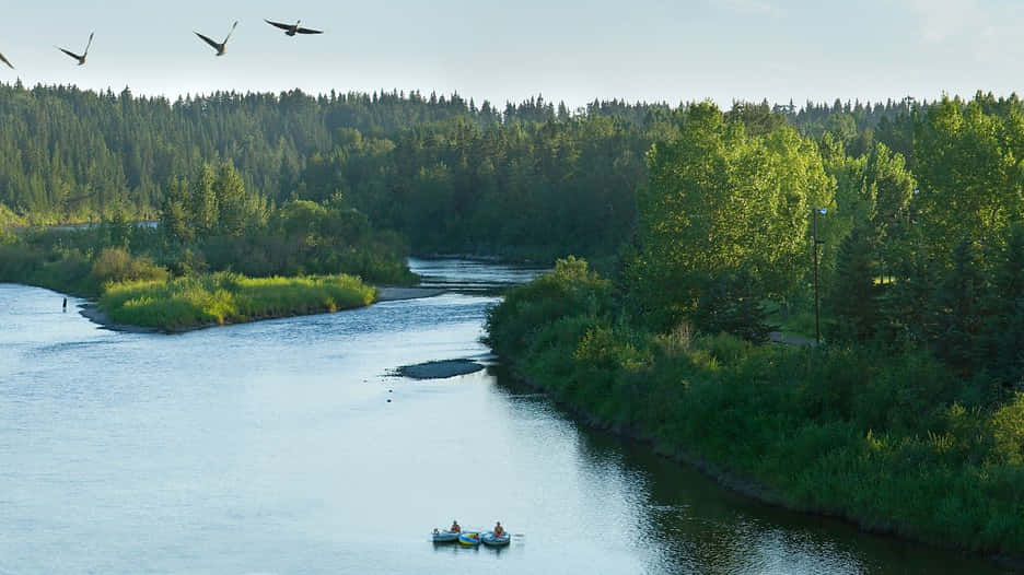 Caption: The Majestic Beauty Of Red Deer, Canada Wallpaper