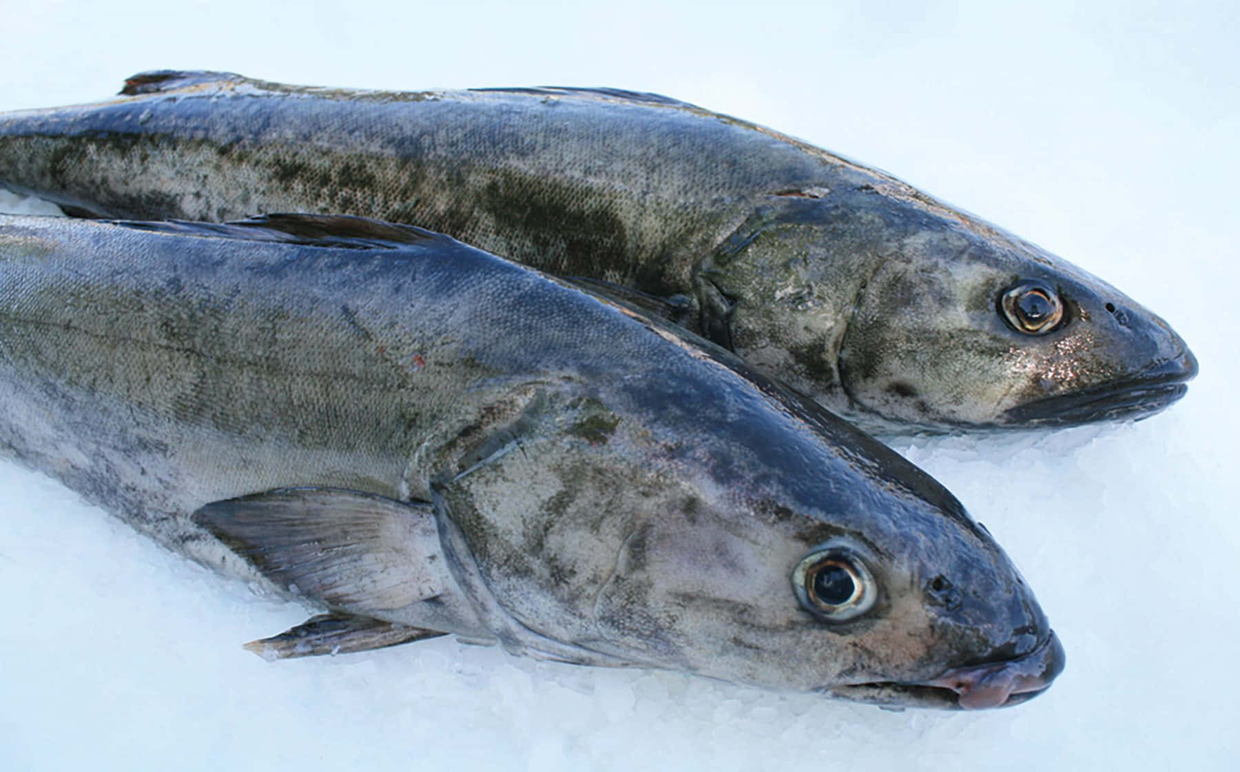 Caption: Underwater Beauty: The Elegant Sablefish Wallpaper