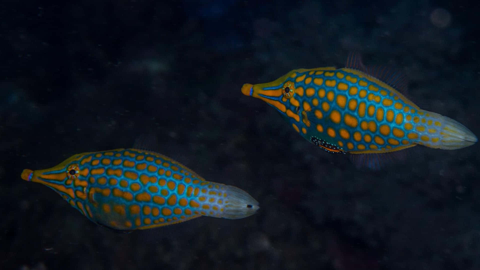 Caption: Underwater Delight - A Breathtaking Capture Of A Filefish Wallpaper