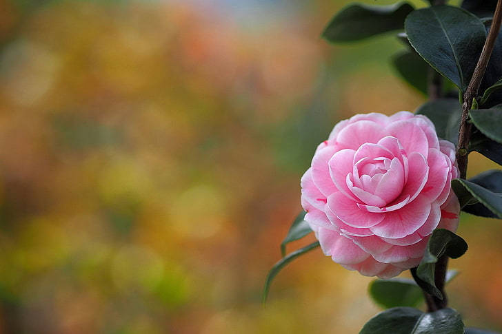 Caption: Vibrant Camellia Sasanqua In Full Bloom Wallpaper