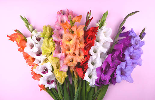 Caption: Vibrant Field Of Gladiolus Flowers. Wallpaper