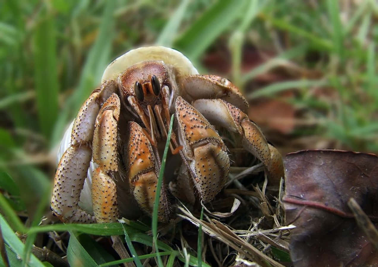 Caption: Vibrant Hermit Crab Exploring The Beach Wallpaper