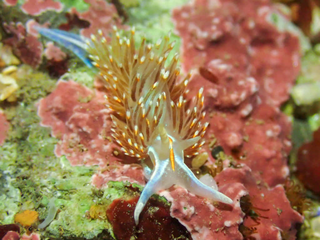 Caption: Vibrant Nudibranch In The Deep Ocean Wallpaper