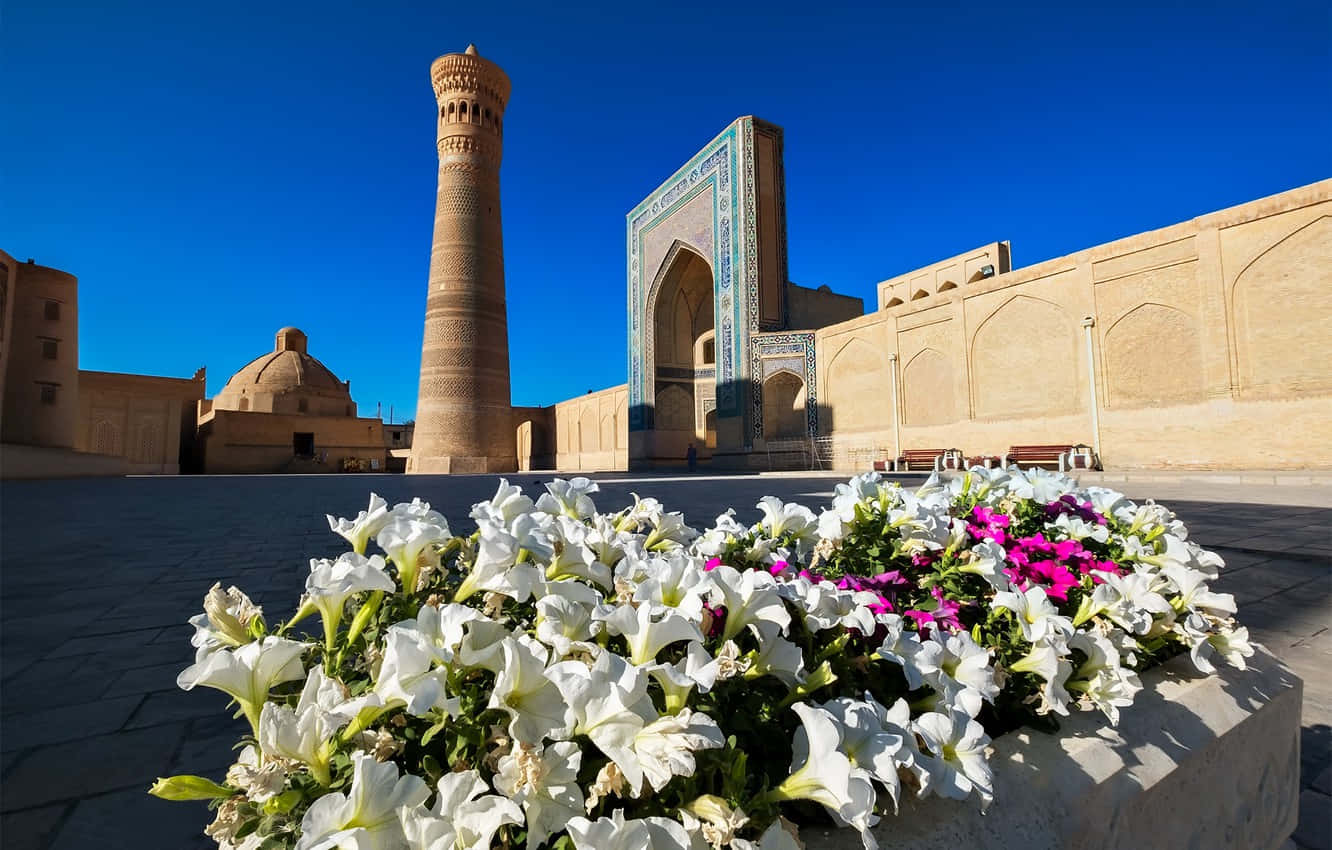 Caption: Vibrant Petunias Beautifying The Historic Mosques Of Bukhara Wallpaper