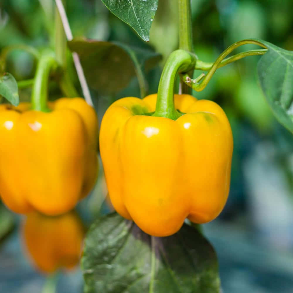 Caption: Vibrant Yellow Bell Pepper On A Dark Background Wallpaper