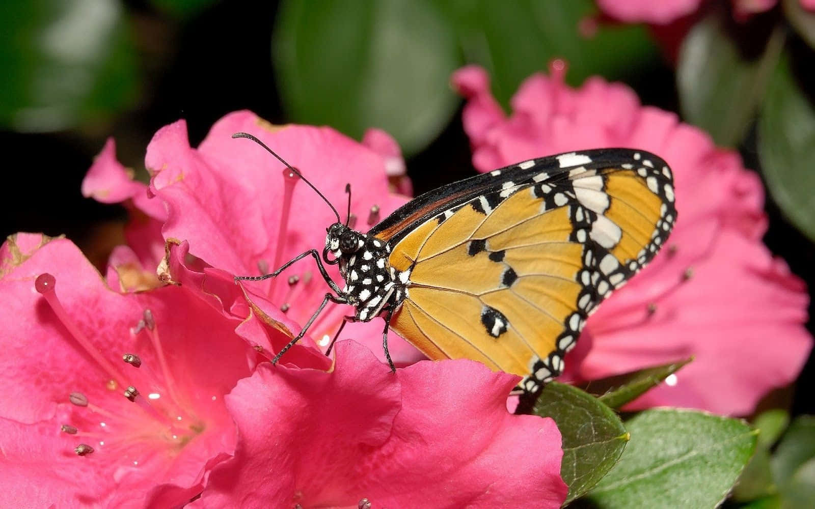 Caption: Vibrant Yellow Butterfly On Purple Flowers Wallpaper