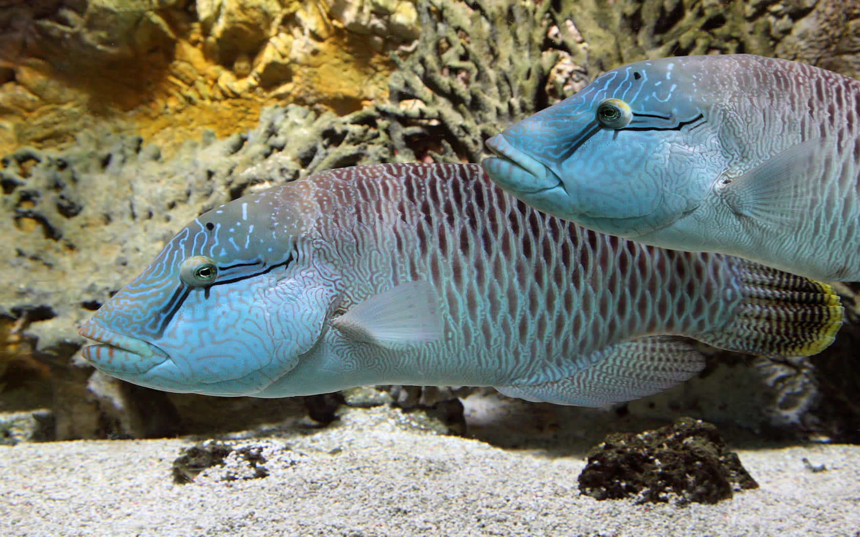 Captivating 3d Fish Swimming In A Surreal Underwater World Wallpaper