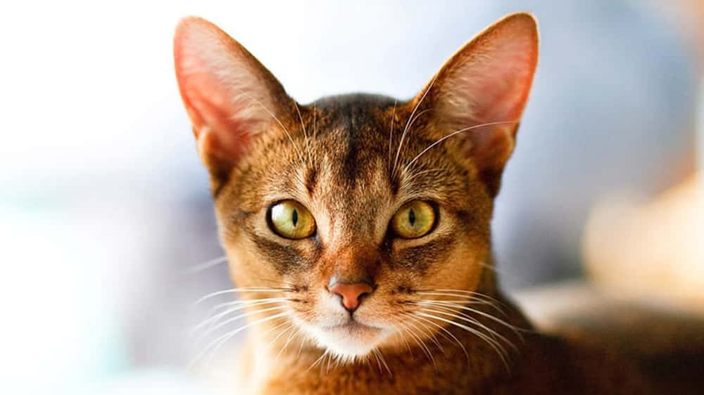 Captivating Abyssinian Cat Wallpaper