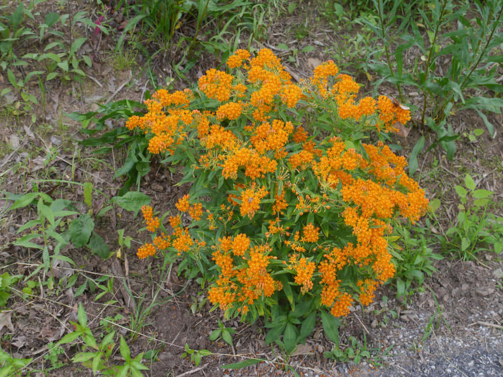 Captivating Beauty Of Butterfly Weed Blooms Wallpaper