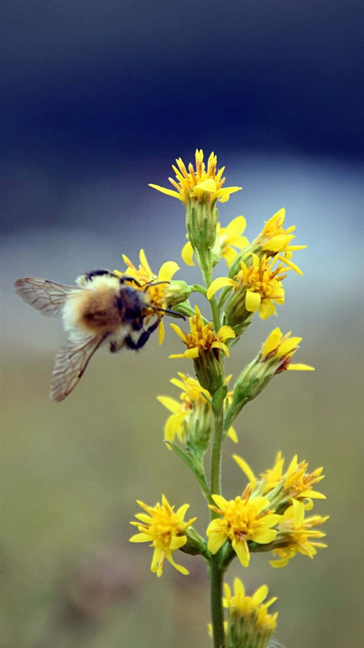 Captivating Bee On Blossom Iphone Wallpaper Wallpaper