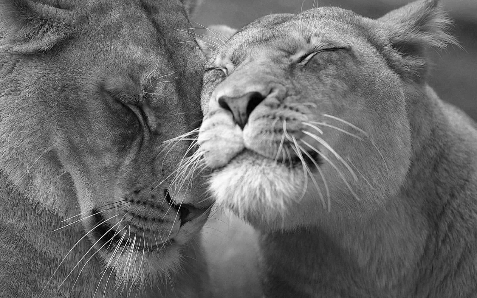 Captivating Black And White Portrait Of An Animal Wallpaper