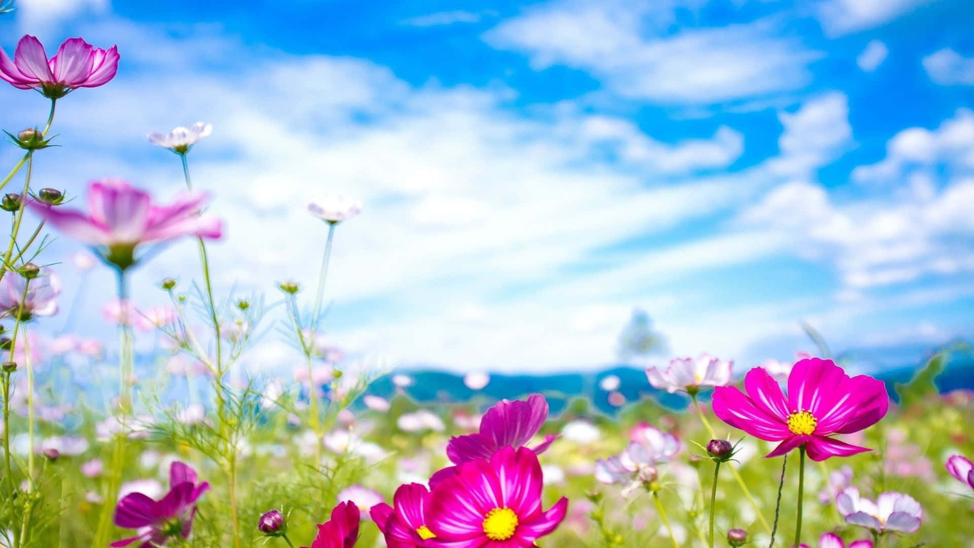 Captivating Bright Flower In Full Bloom Wallpaper