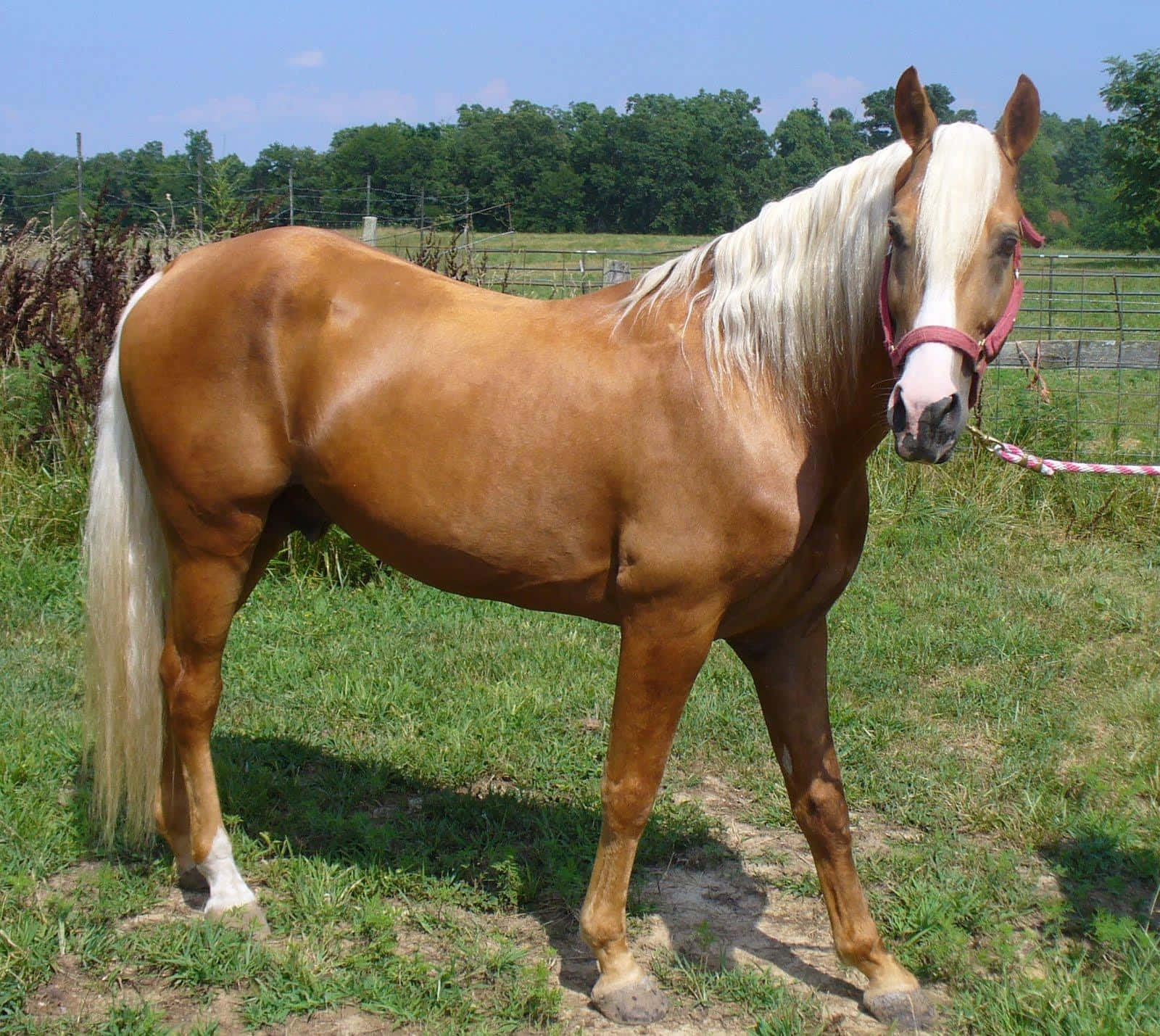 Captivating Brown Horse Galloping In A Scenic Field Wallpaper