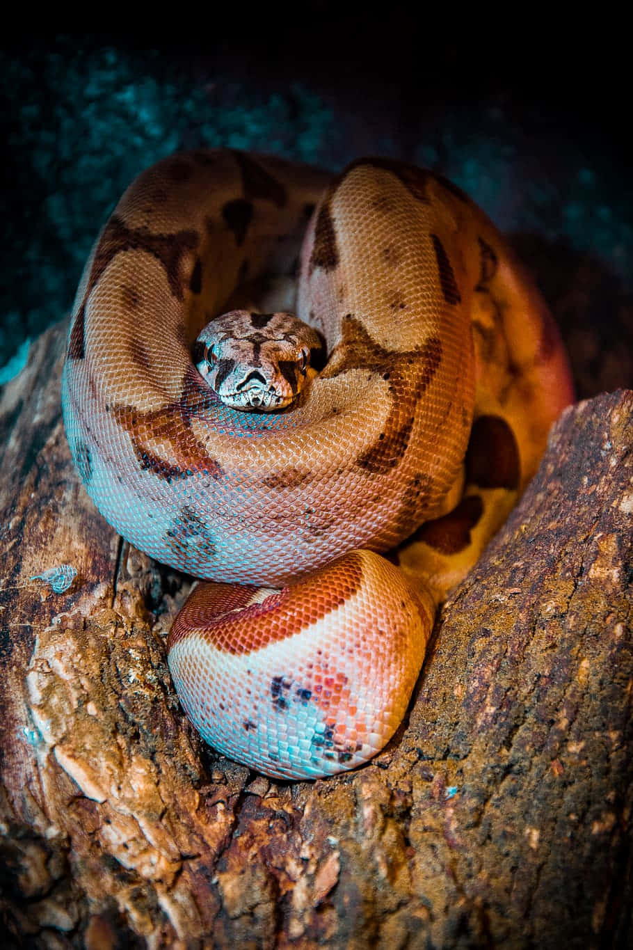 Captivating Brown Snake Slithering On The Ground Wallpaper