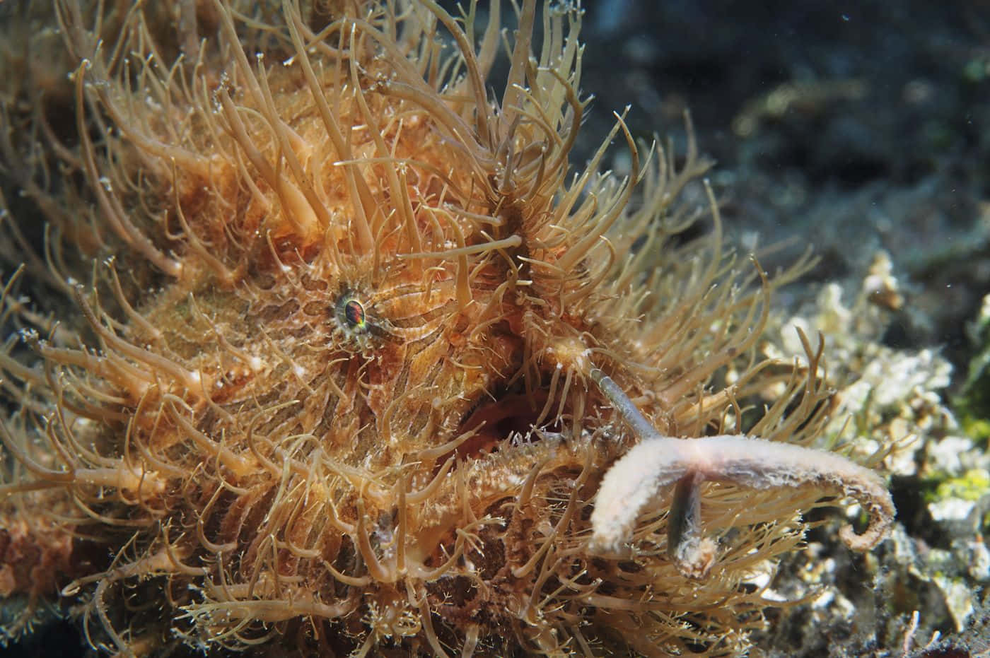 Captivating Close-up Of A Vibrant Frogfish Wallpaper