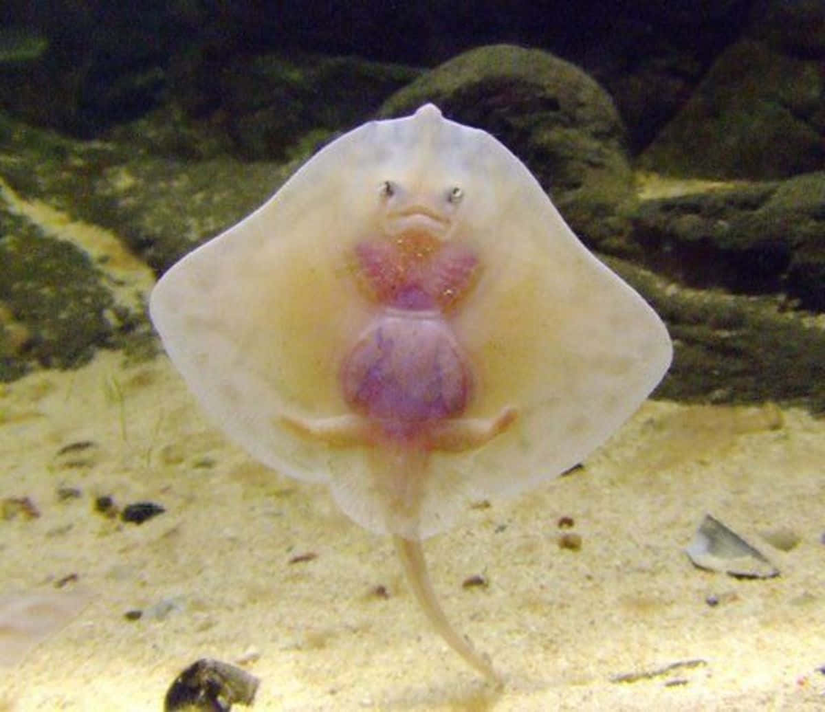 Captivating Close-up Of Graceful Stingray Wallpaper