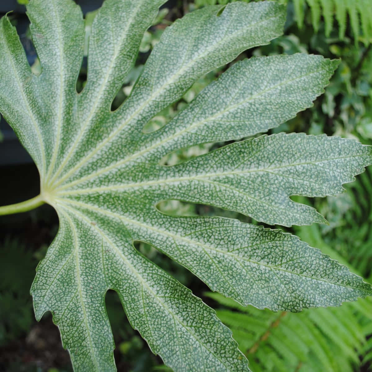 Captivating Close-up View Of Fern Leaves Wallpaper