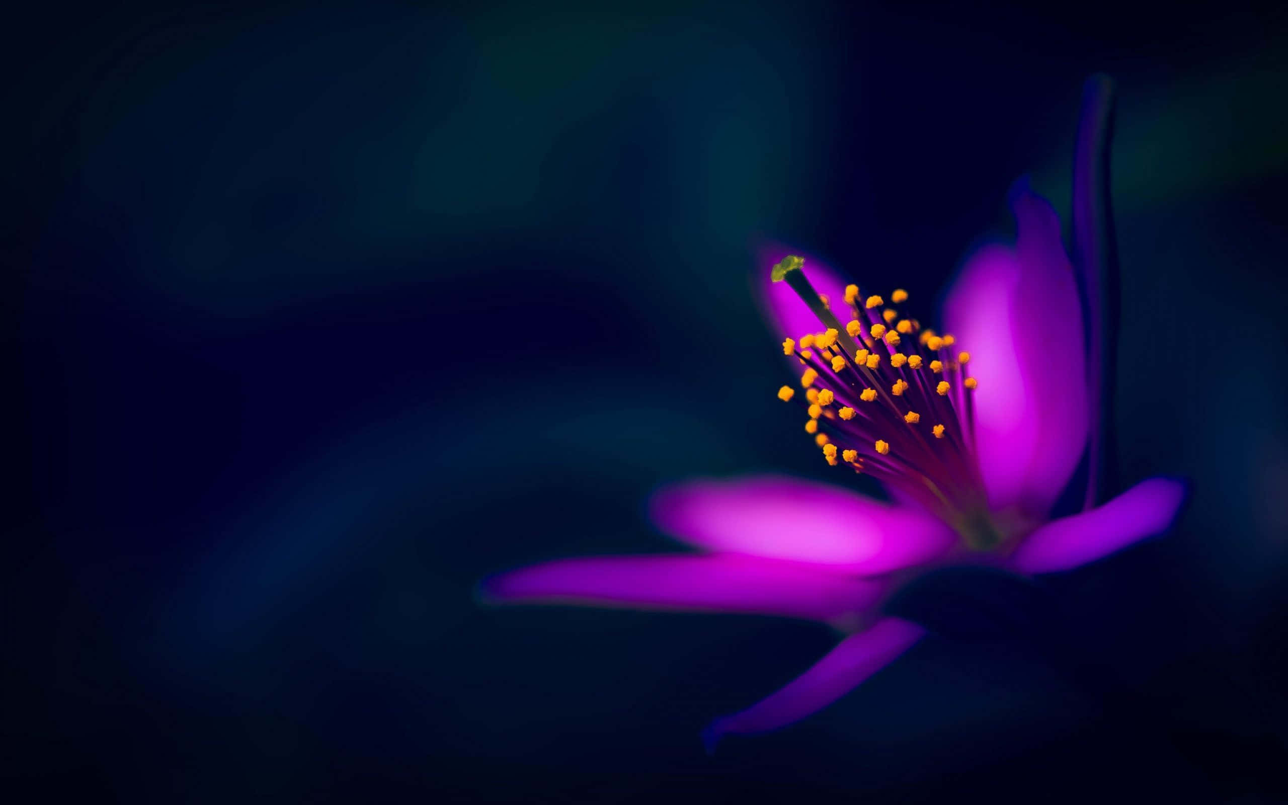 Captivating Darkness - An Aesthetic Dark Flower Wallpaper