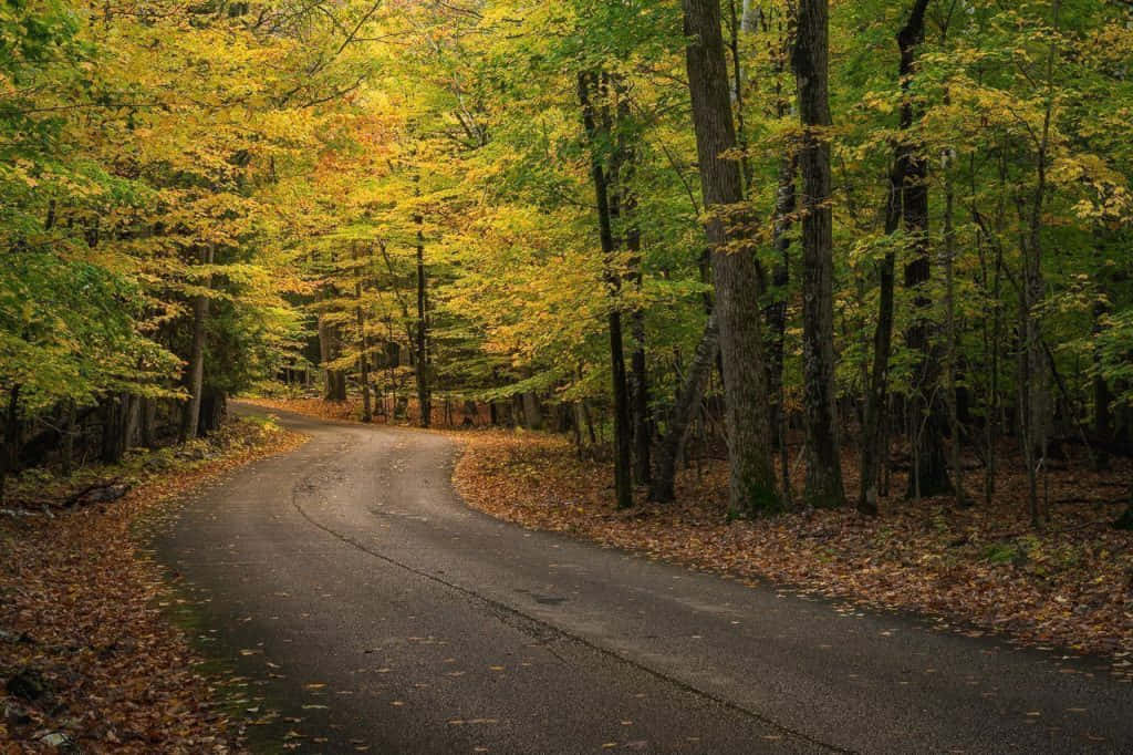 Captivating Fall Road Blanketed With Autumn Leaves Wallpaper