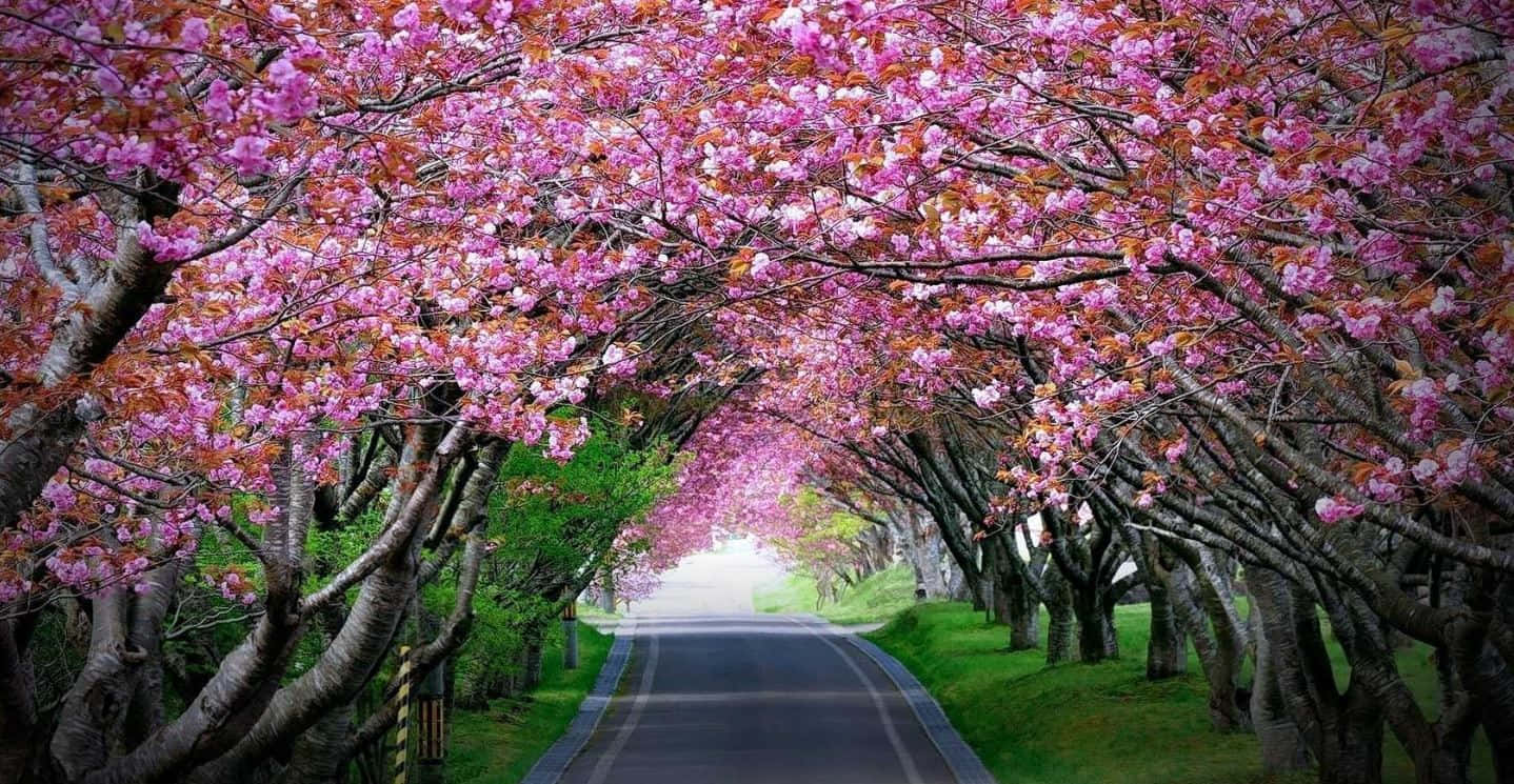 Captivating Flower Tree Wallpaper