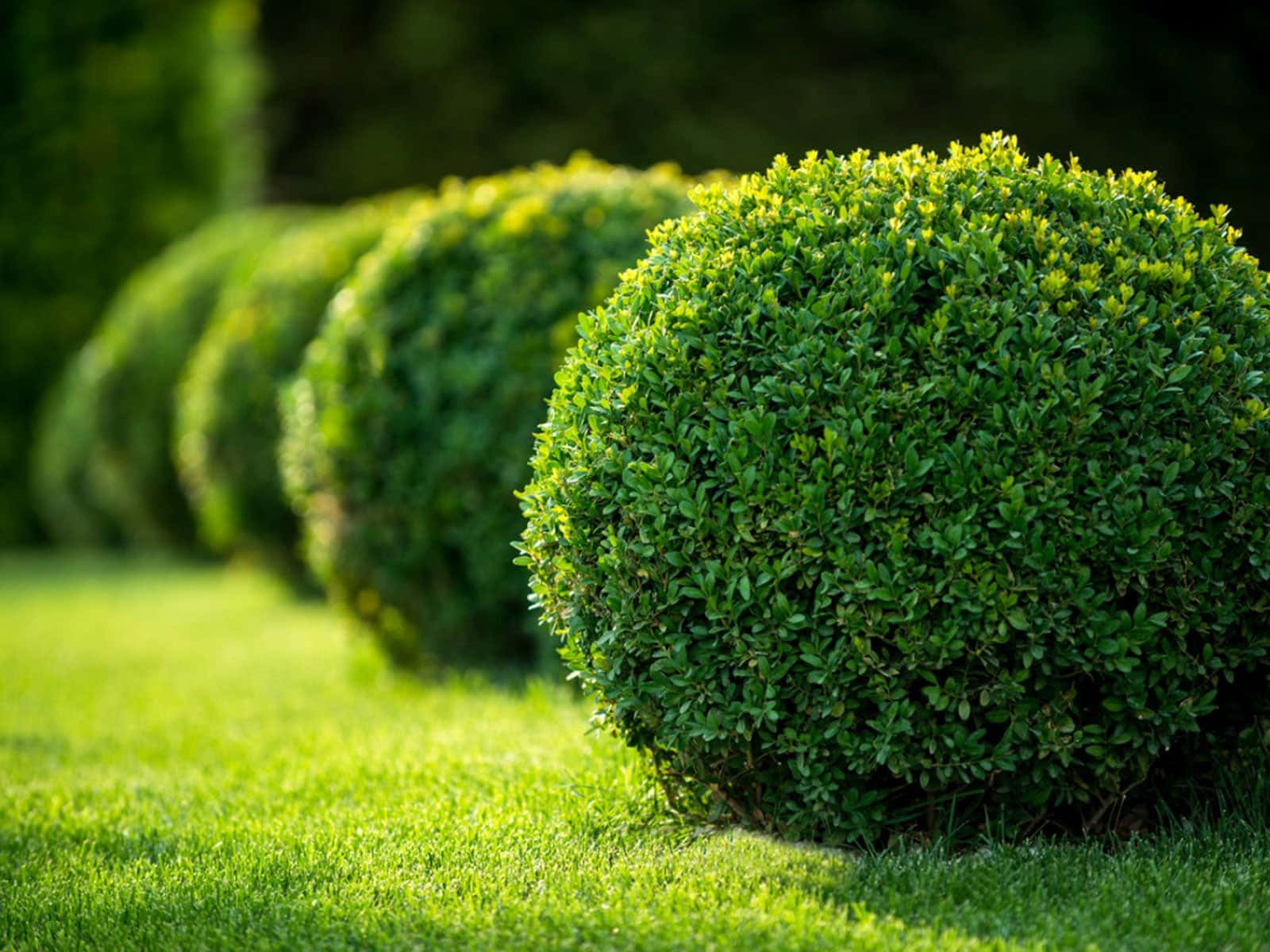 Captivating Garden Design With Lush Greenery And Serene Walkway Wallpaper