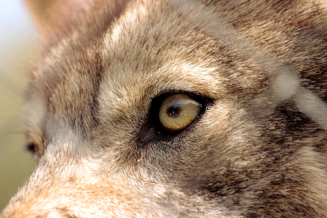 Captivating Gaze Of A Gray Wolf Wallpaper