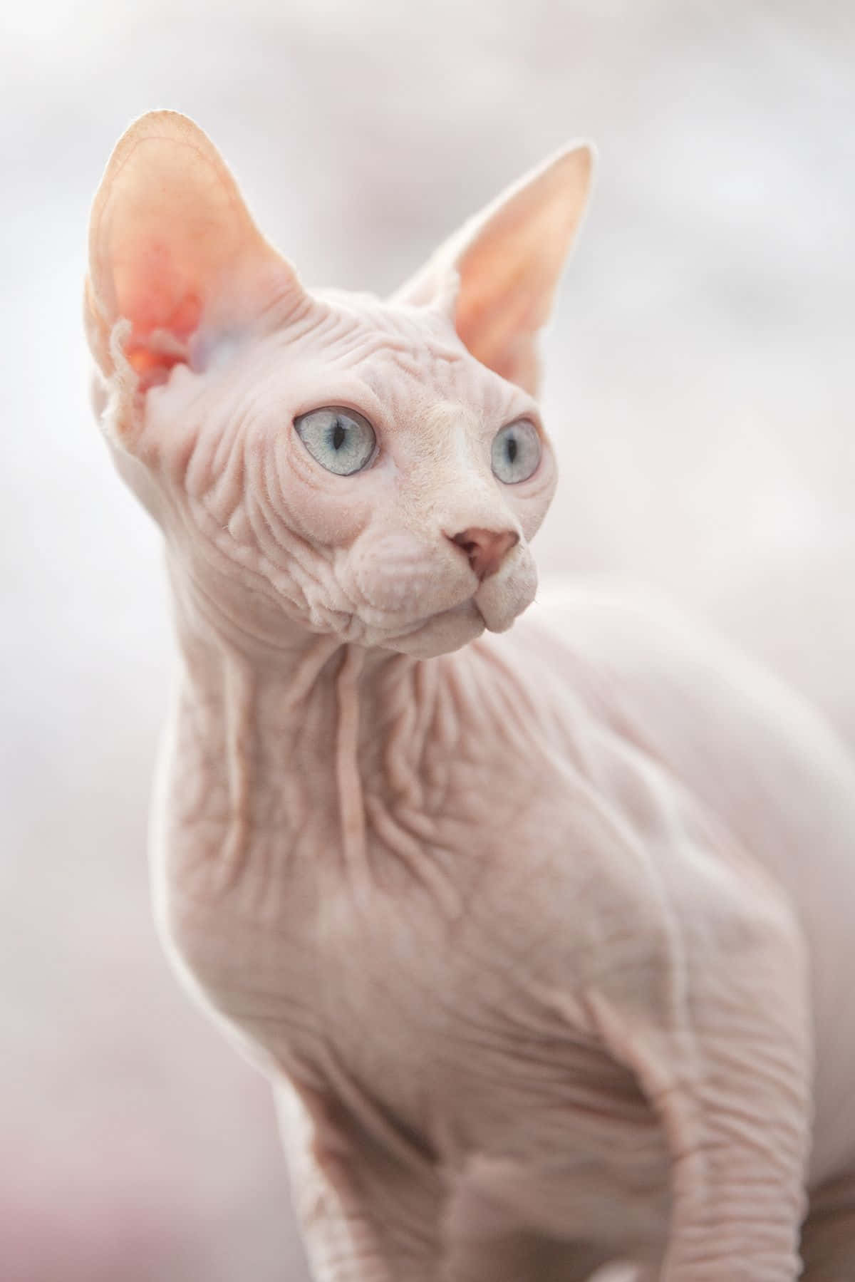 Captivating Gaze Of The Royalty: A Portrait Of The Sphynx Cat Wallpaper