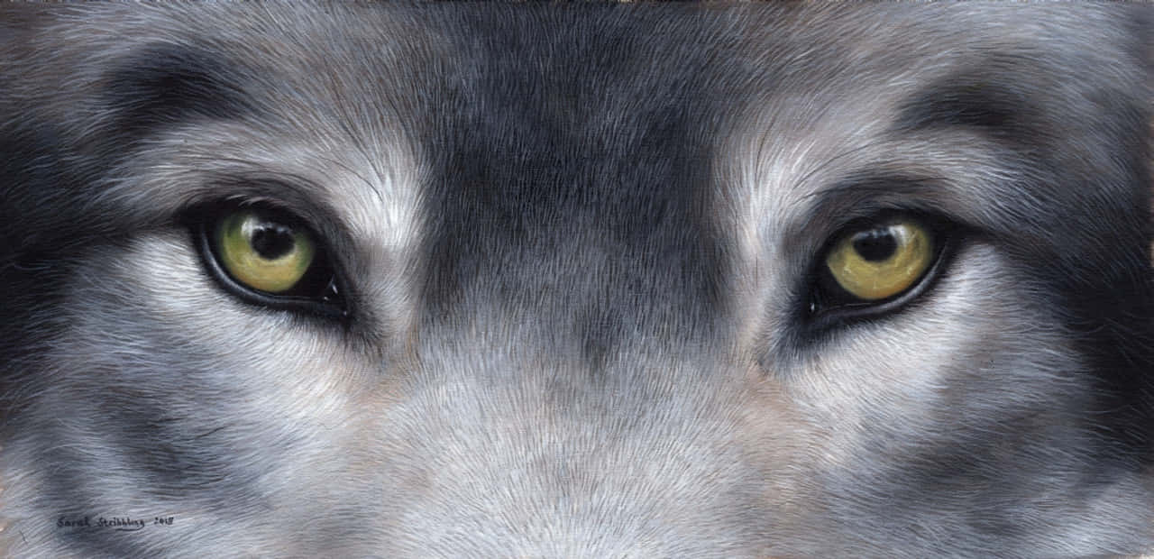 Captivating Gaze Of The Wolf In The Darkness Wallpaper