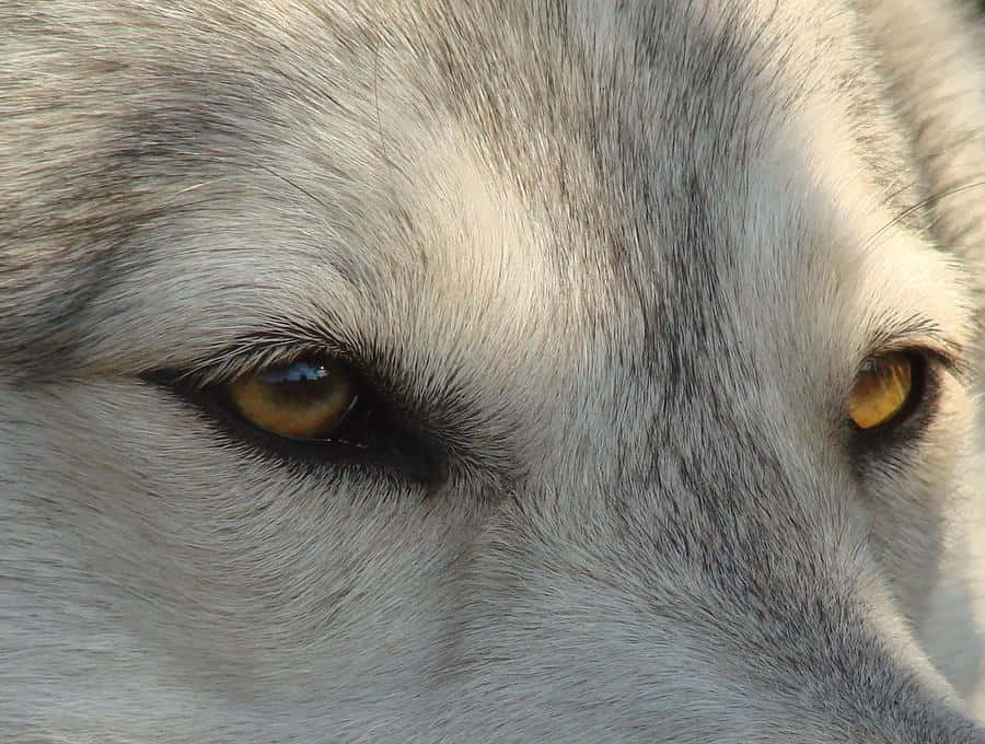 Captivating Gaze Of Wolf Eyes Wallpaper