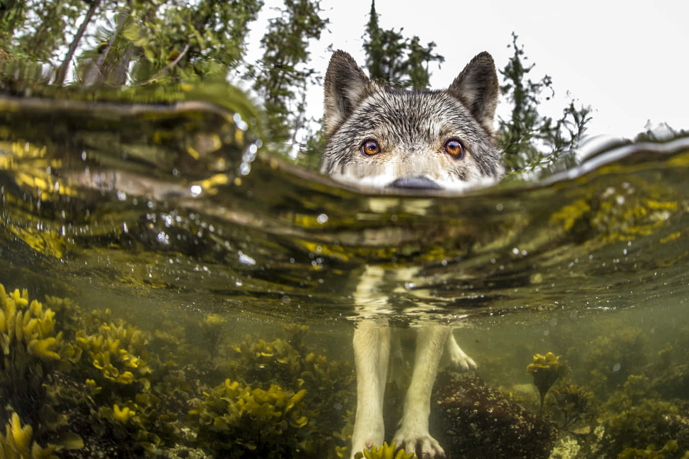 Captivating Gaze: Staring Contemplatively Into The Wolf's Soul Wallpaper