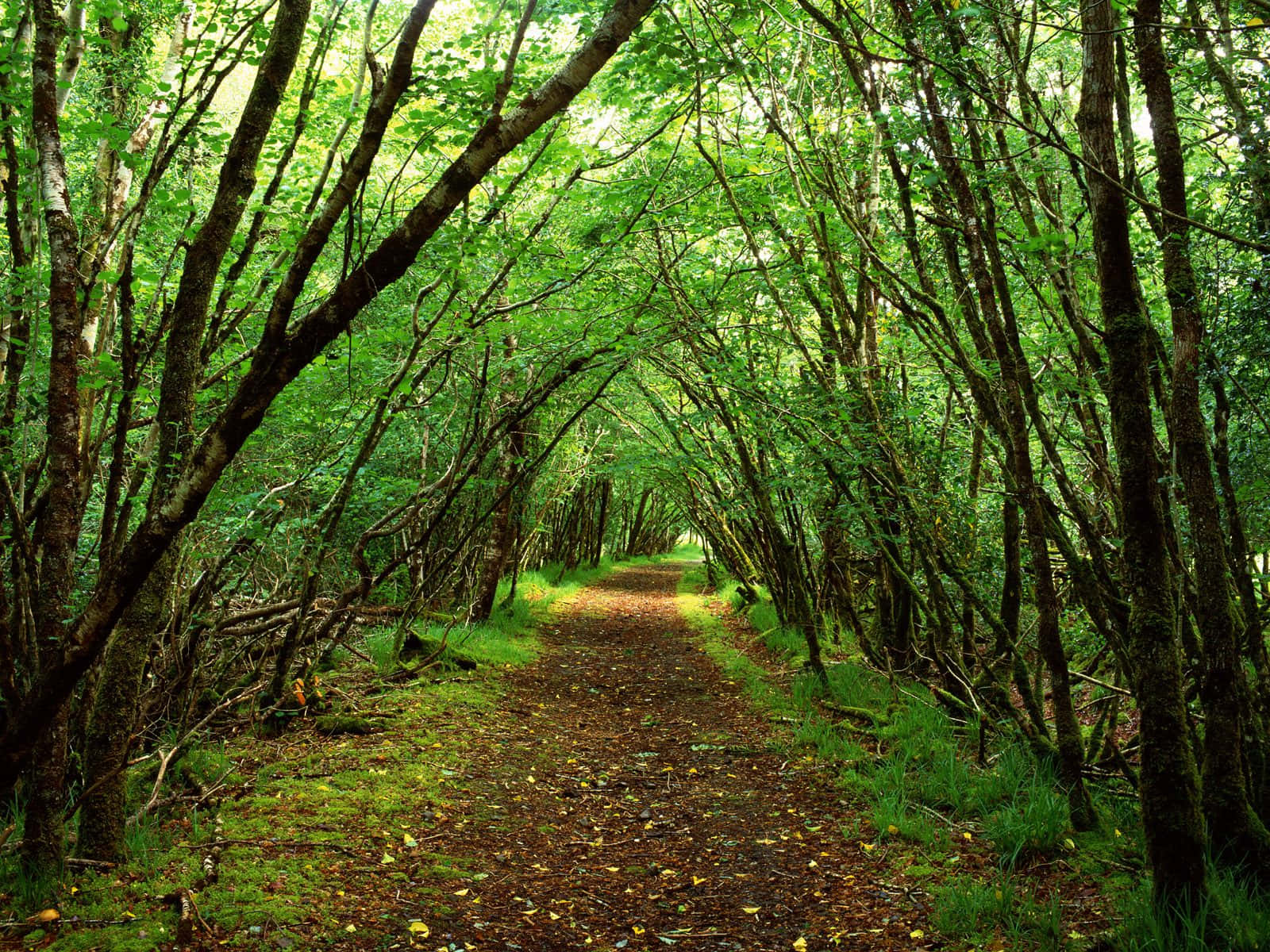 Captivating Green Forest Wallpaper