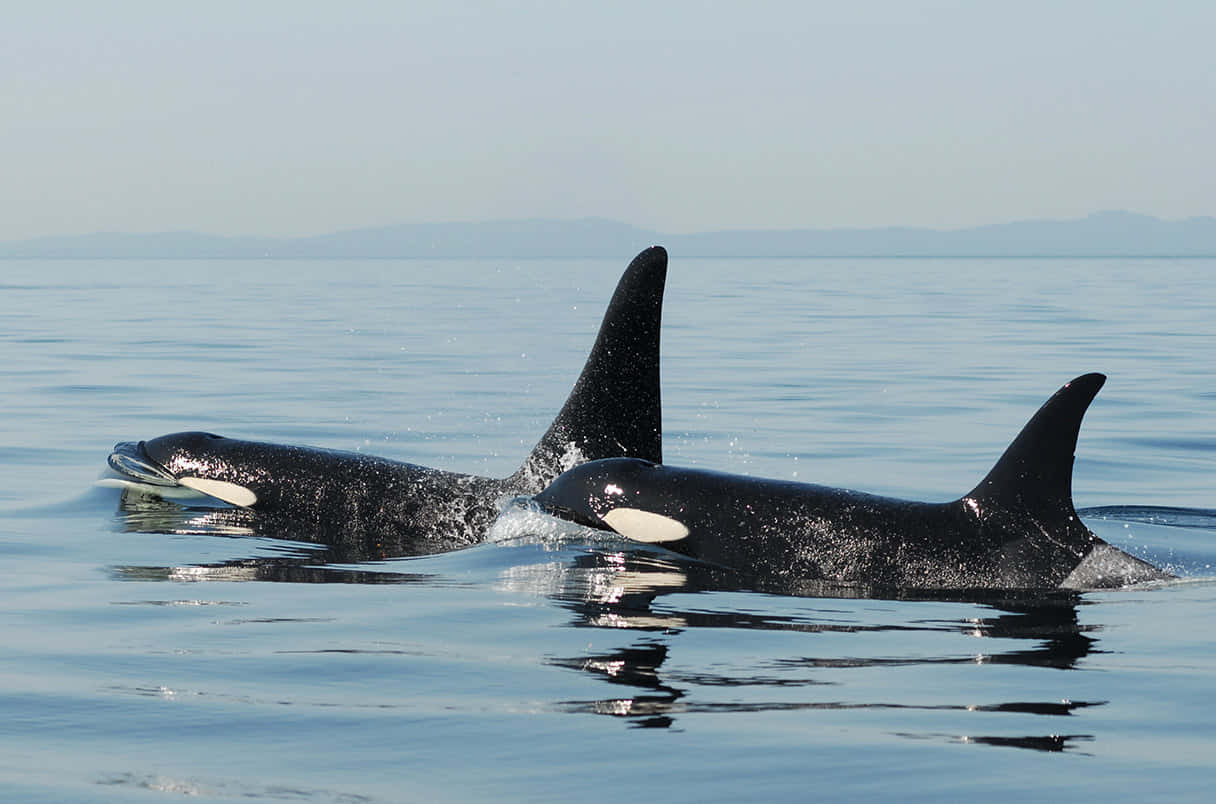 Captivating Image Of A Killer Whale In Its Natural Habitat Wallpaper