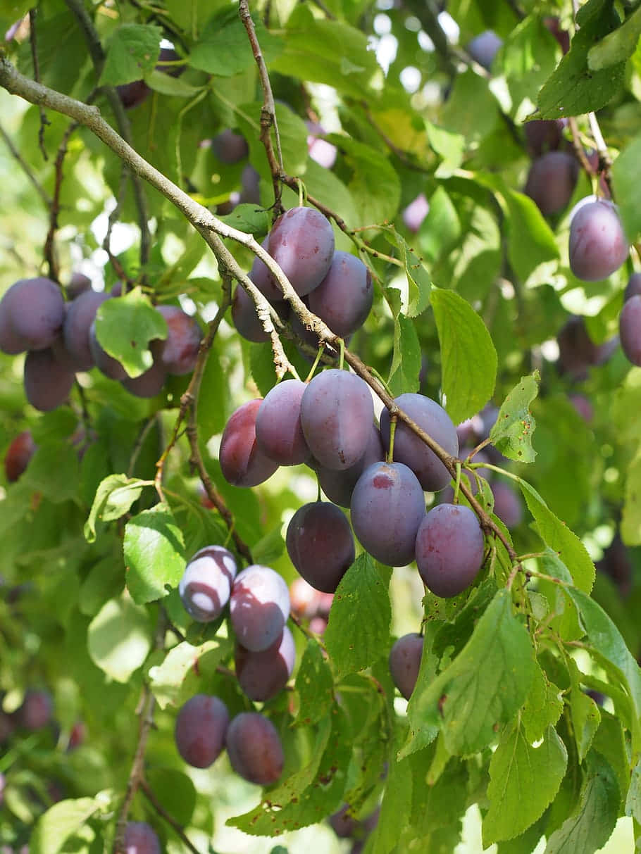 Captivating Italian Prune Plum Tree Laden With Ripe Fruit Wallpaper