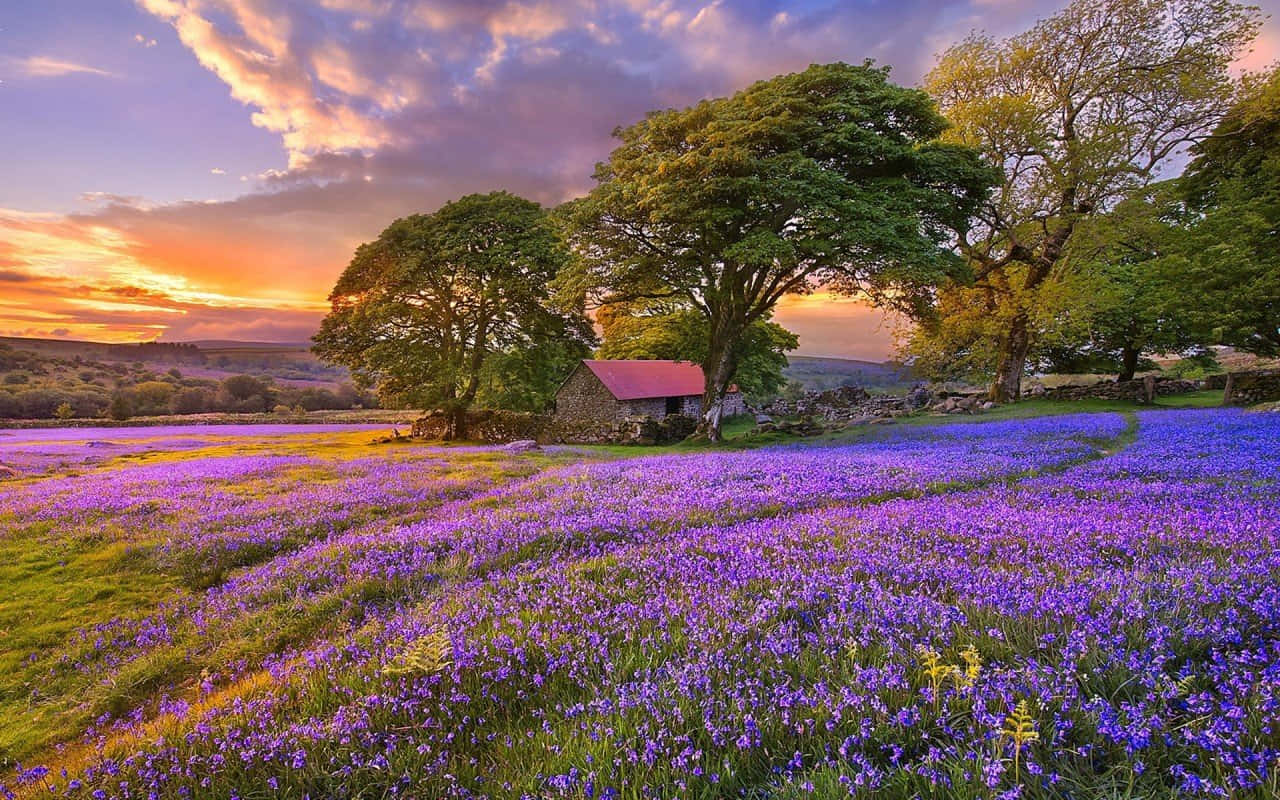 Captivating Lilac Tree In Full Bloom Wallpaper