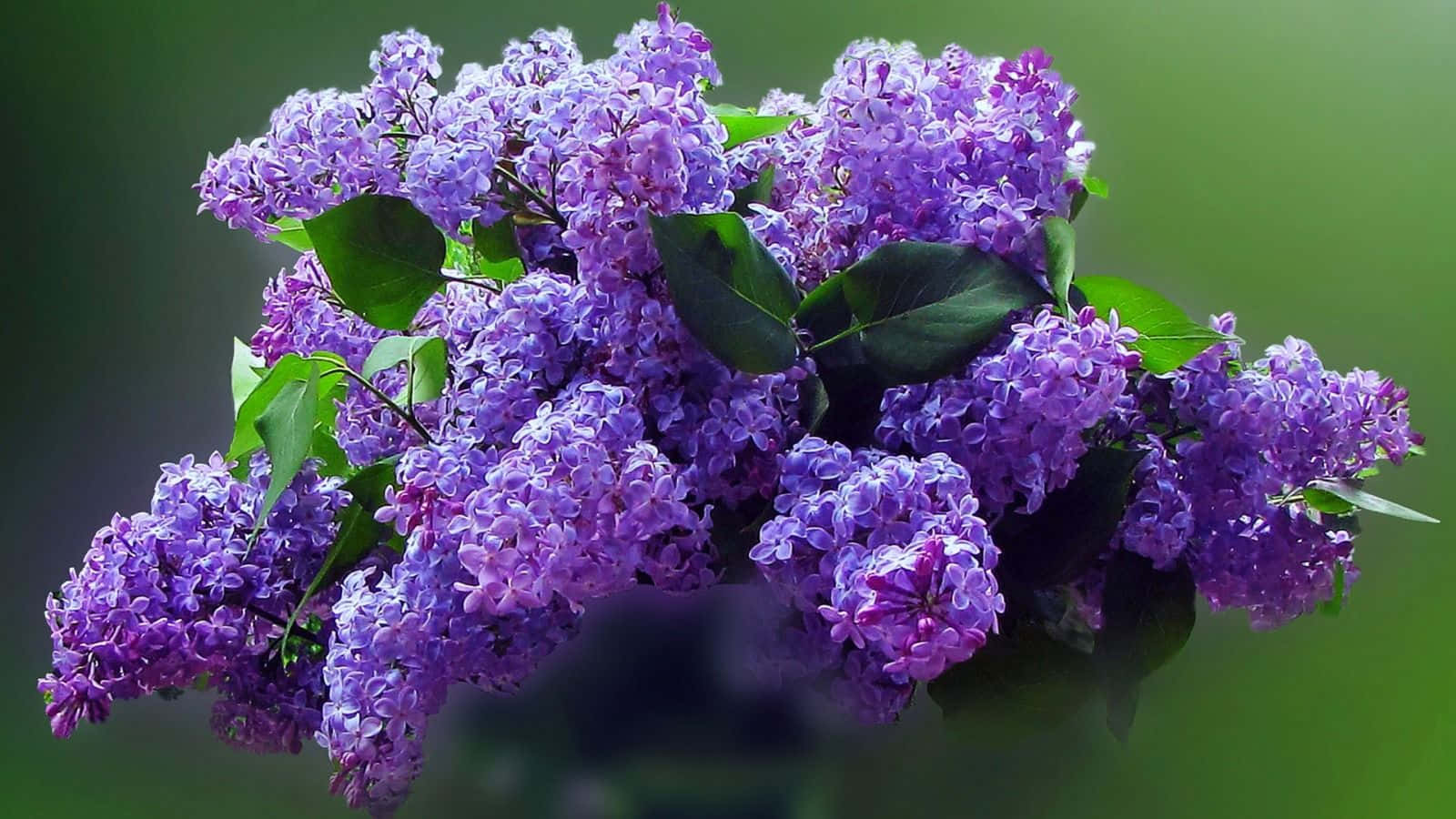 Captivating Lilac Tree In Full Bloom Wallpaper