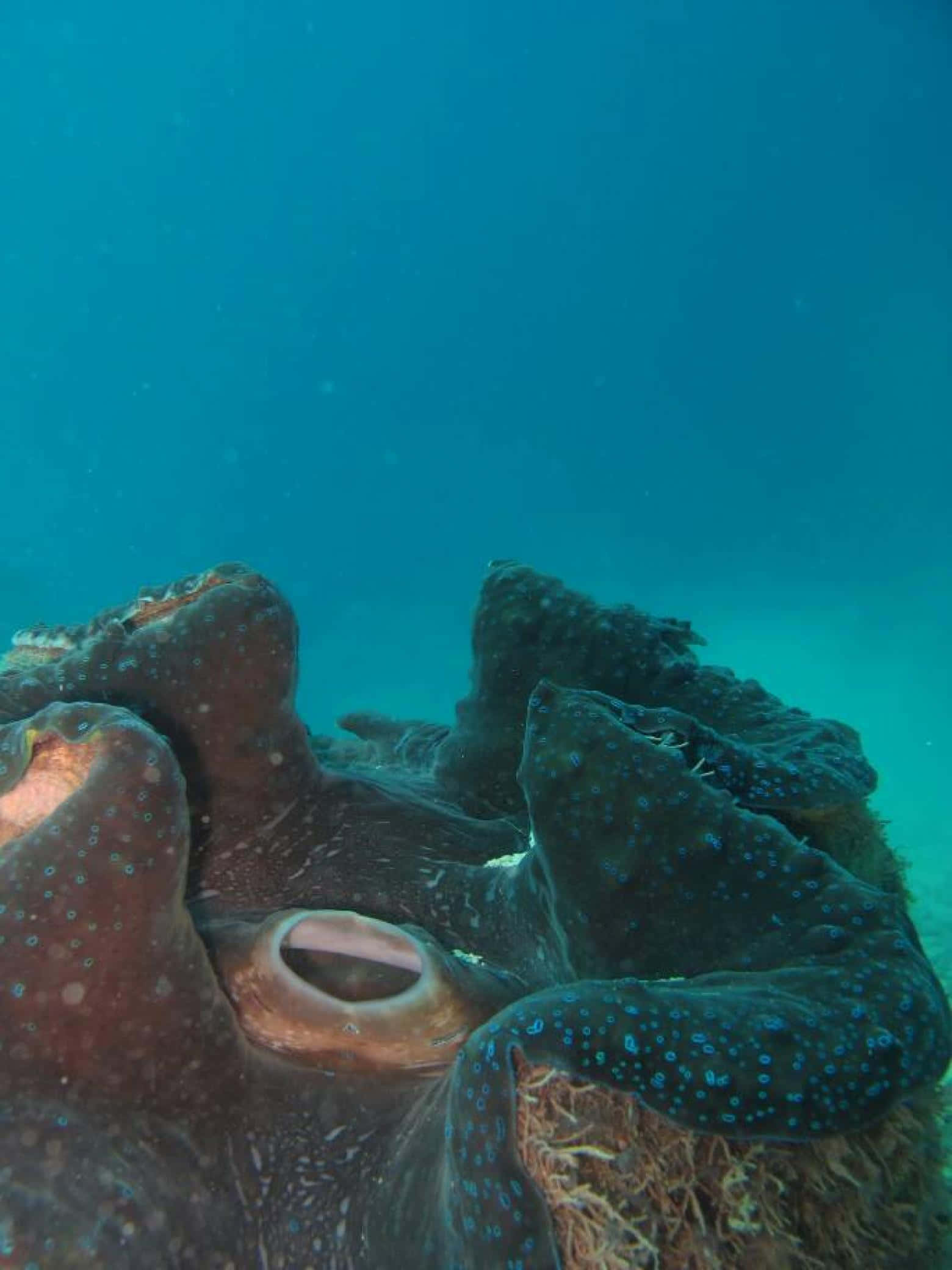 Captivating Majesty Of The Giant Clam Wallpaper