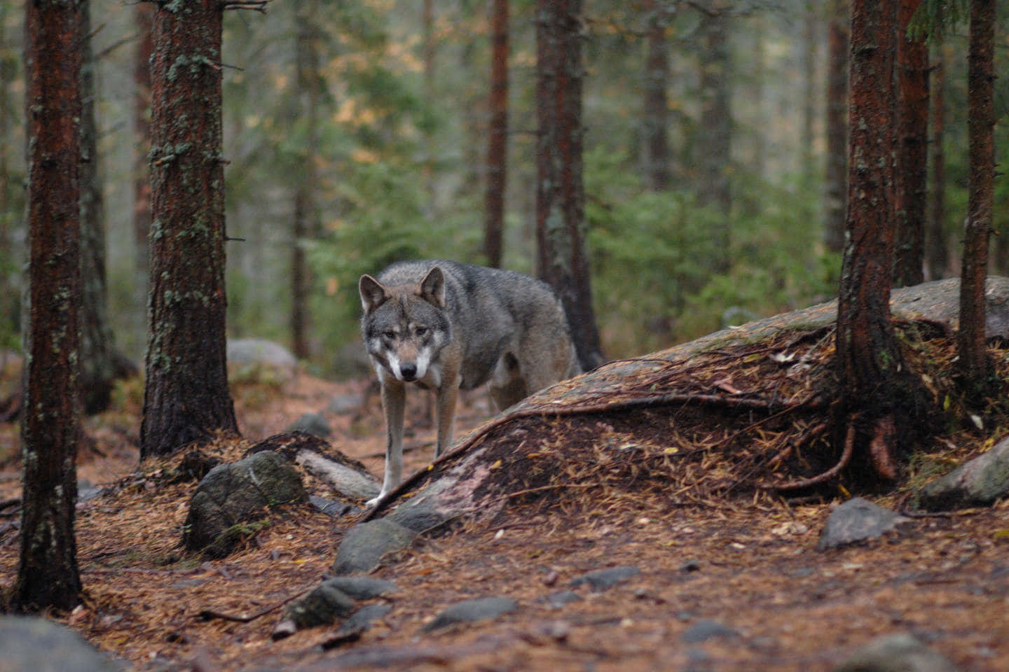 Captivating Moment Of Wolves On A Hunt Wallpaper