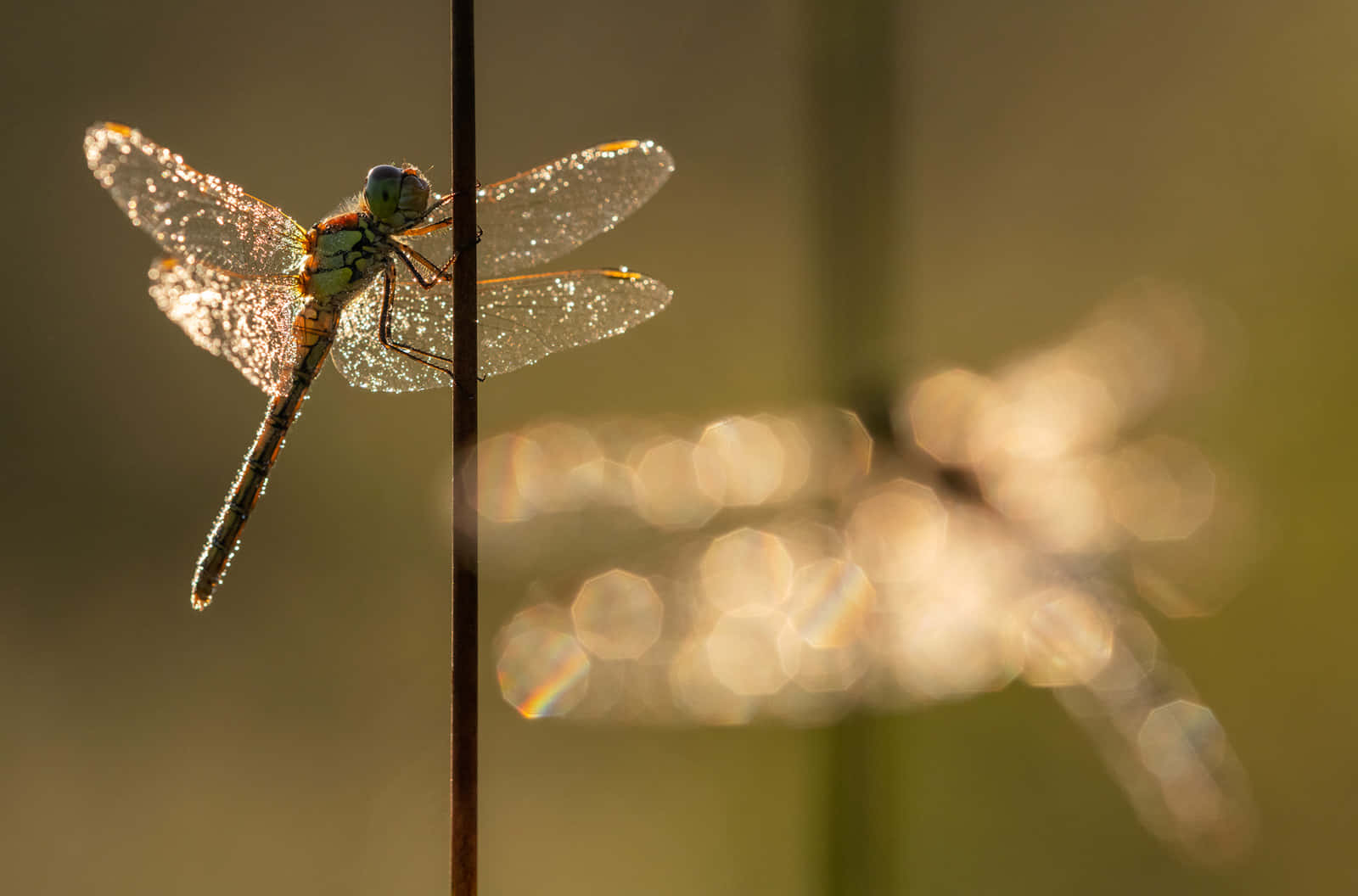 Captivating Nature Close-up Wallpaper