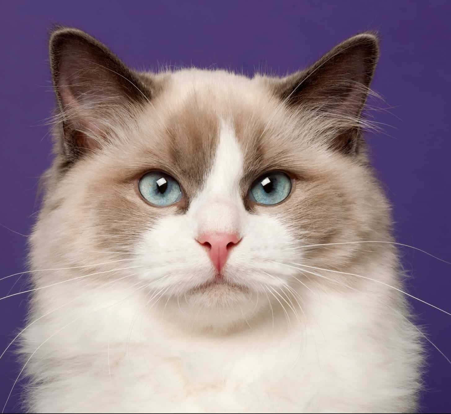 Captivating Ragdoll Cat Wallpaper