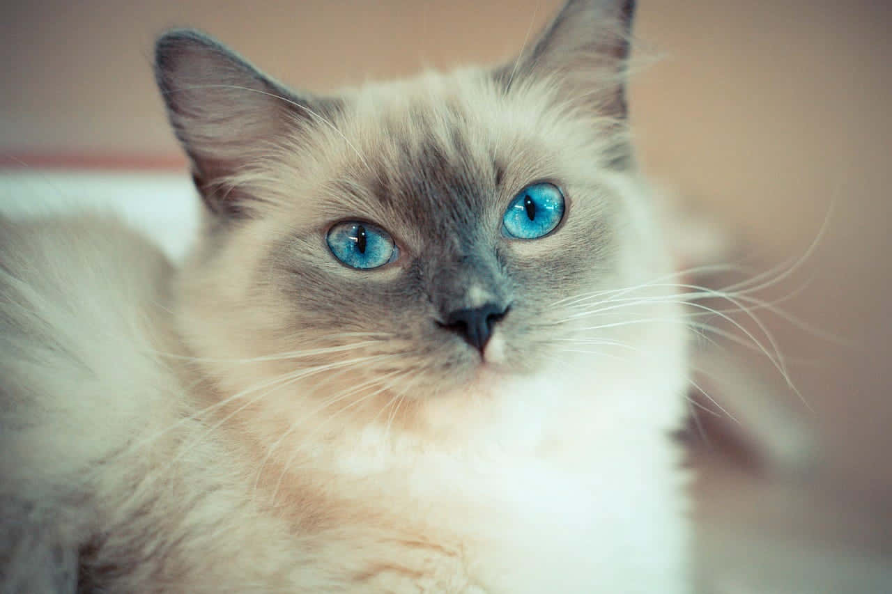 Captivating Ragdoll Cat Lounging On A Couch Wallpaper