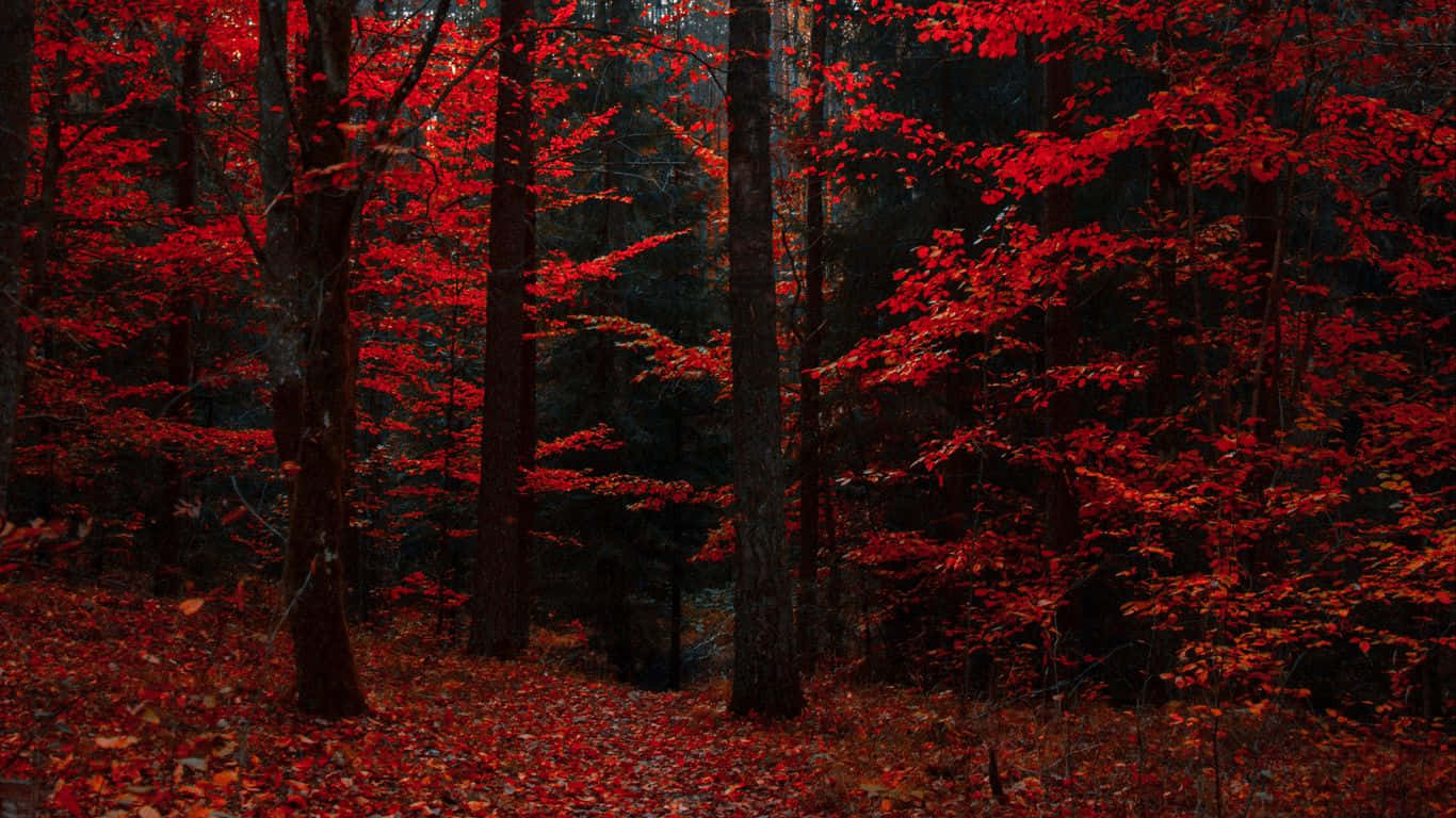 Captivating Red Forest At Dusk Wallpaper