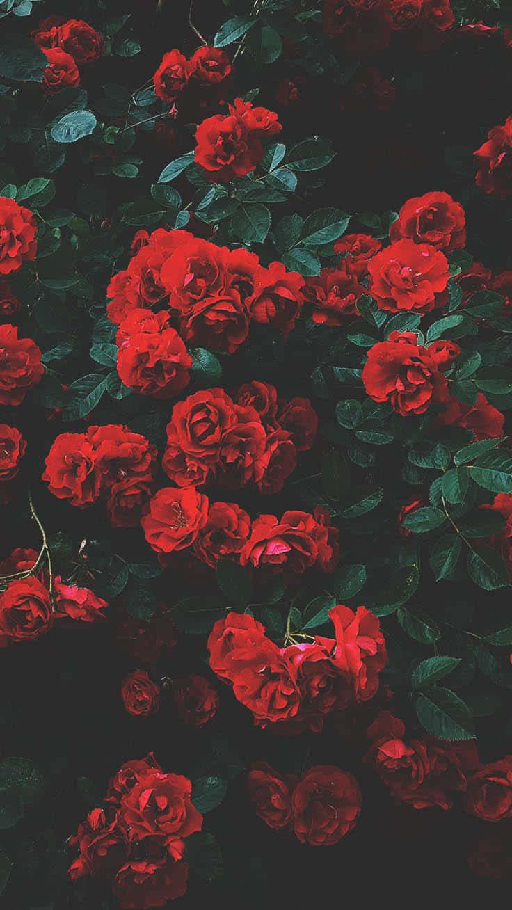 Captivating Red Rose Art Wallpaper