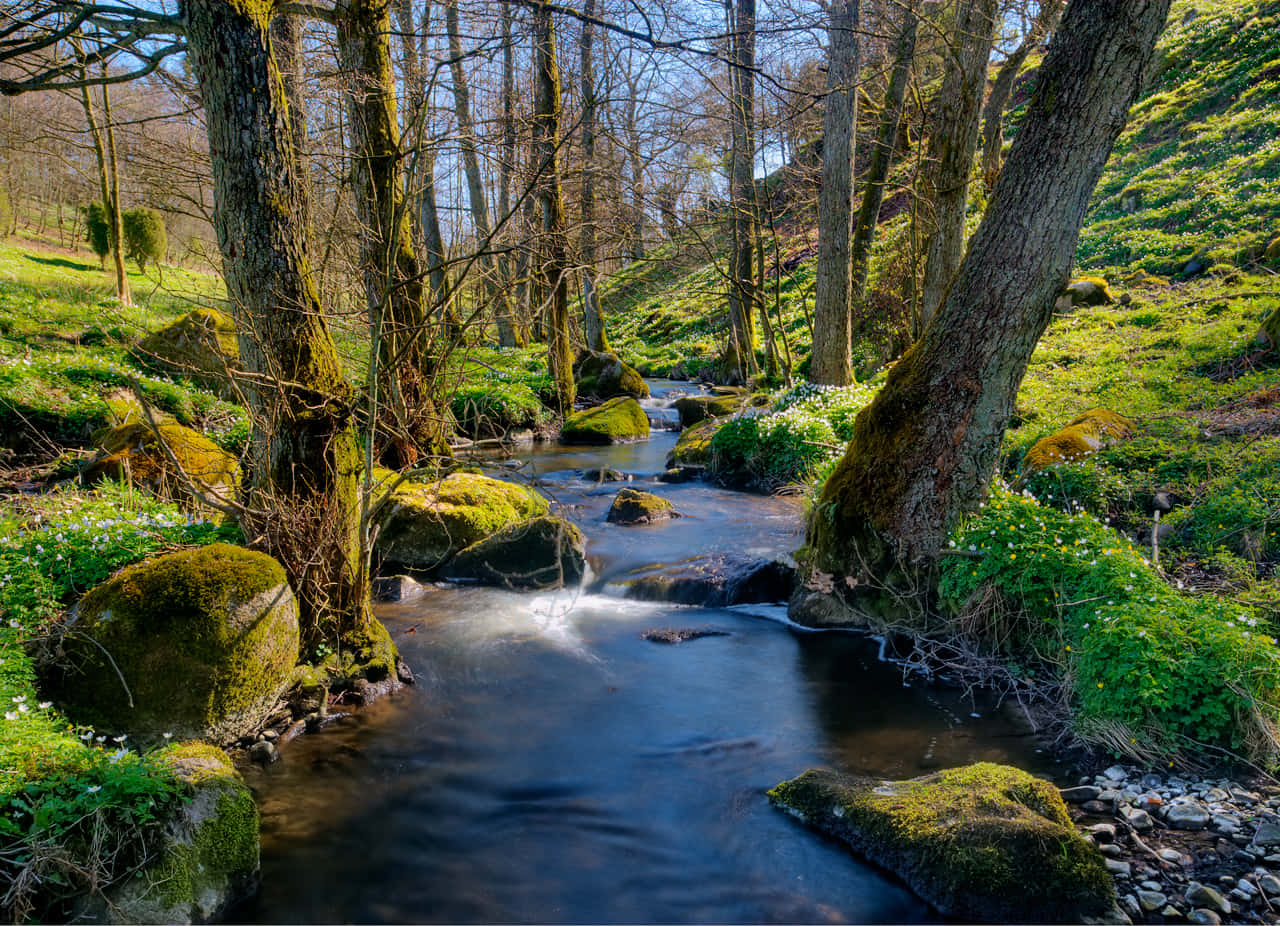 Captivating Serenity Of A Beautiful Forest Wallpaper