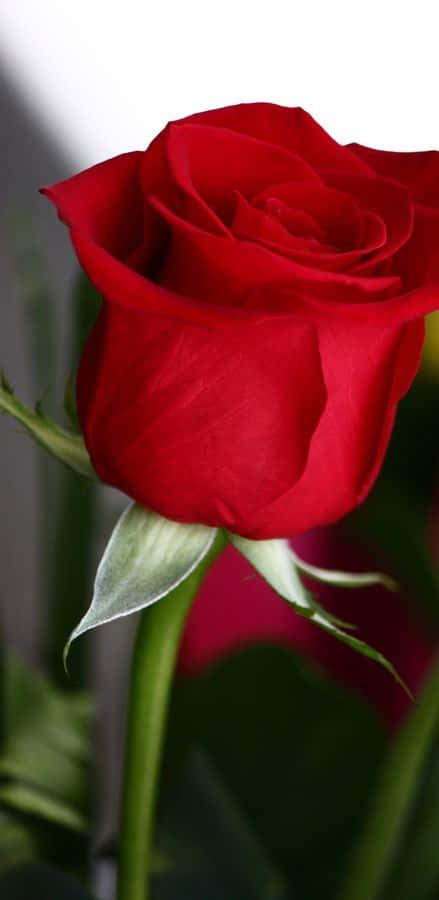 Captivating Single Red Rose Wallpaper