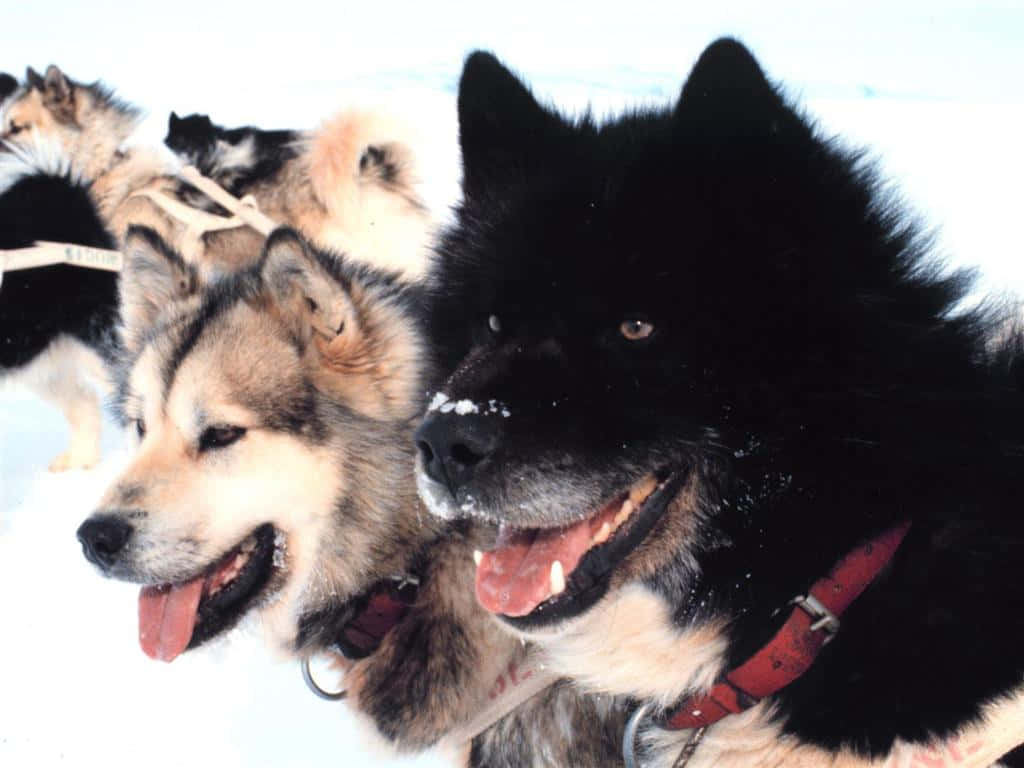 Captivating Sled Dogs In Action Wallpaper