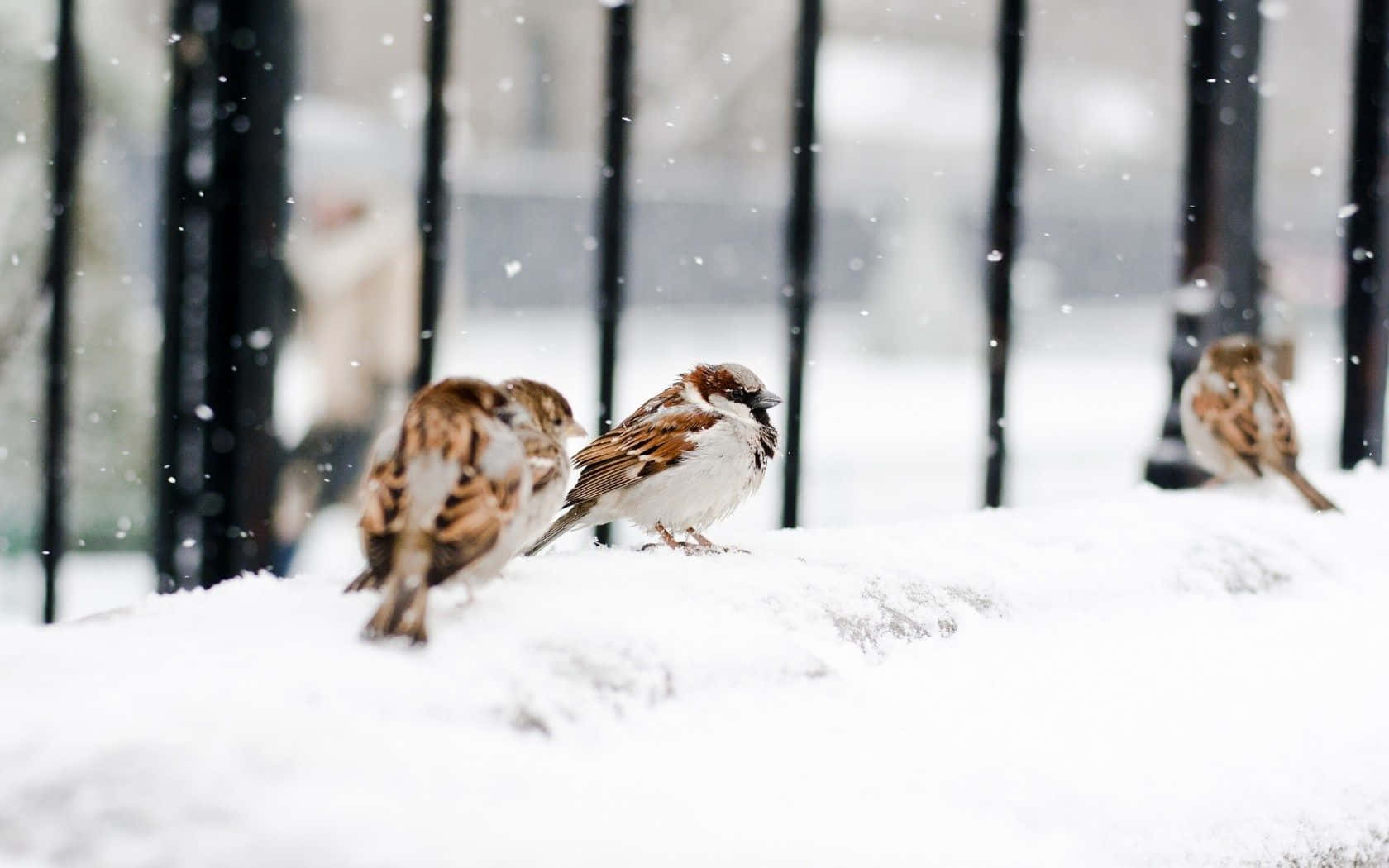 Captivating Snow Bird Perched On A Pine Branch Wallpaper