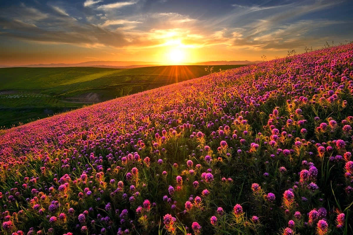 Captivating Spring Fields Wallpaper