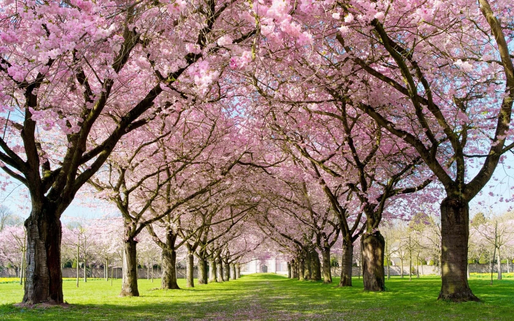 Captivating Spring Park Wallpaper